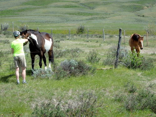 GDMBR: Terry found some friends, the Palomino was too skittish.